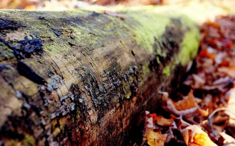 Psychological Safety: The Hidden Engine of High-Performing Teams