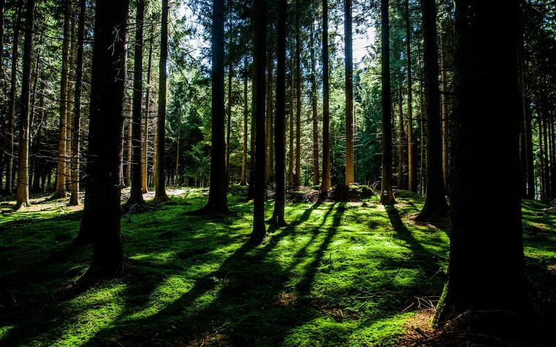 74% of Gen Z Will Leave Without Growth. Peer Forums Are the Answer.